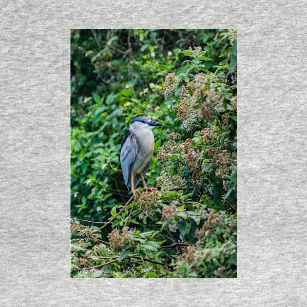 Black crowned night heron in Honolulu 2 by KensLensDesigns